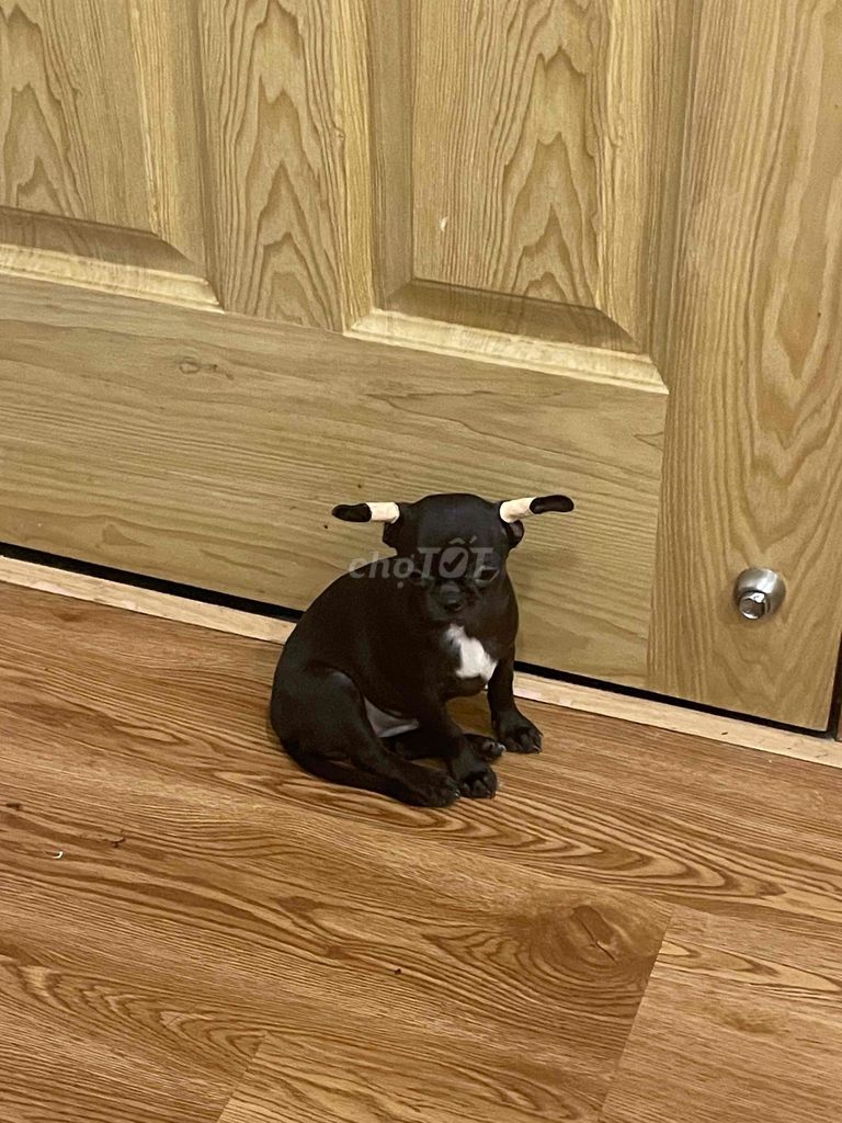 Chó Chihuahua đen tuyền gần 4 tháng. Mua bán Chó tại Quận 6 Tp Hồ Chí Minh được đăng bởi búp măn non ĩa trên bãi cỏ hình 1