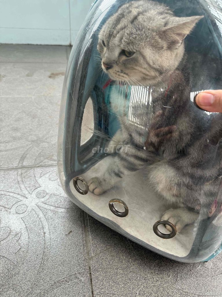nhà cần bán mèo