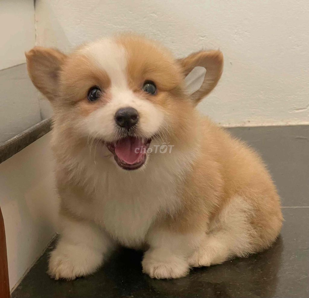Chó Corgi Vàng trắng chân ngắn thân dài. Mua bán Chó tại Huyện Thanh Trì Hà Nội được đăng bởi Nguyễn Longg hình 1