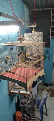 Chim chào mào hoặc giao lưu chim cafe mình bù thêm. Mua bán Chim tại Quận 11 Tp Hồ Chí Minh được đăng bởi dinh truong