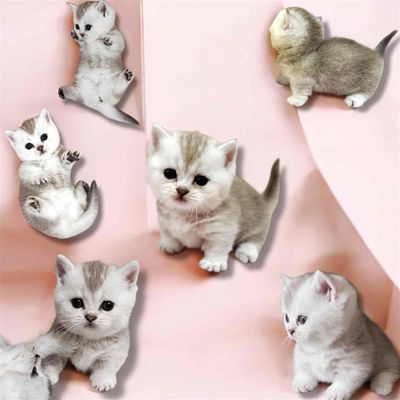 Munchkin Golden Ay màu hiếm. Mua bán Mèo tại Huyện Nhà Bè Tp Hồ Chí Minh được đăng bởi My Hoàng