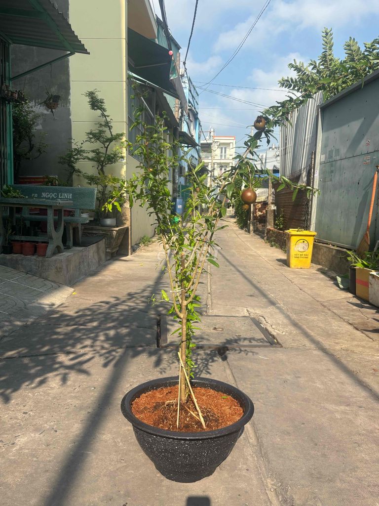 Cây cảnh Lựu đỏ 1.3m, sẵn trái. Mua bán Cây cảnh, đồ trang trí tại Quận Bình Tân Tp Hồ Chí Minh được đăng bởi Thuận Phát hình 1