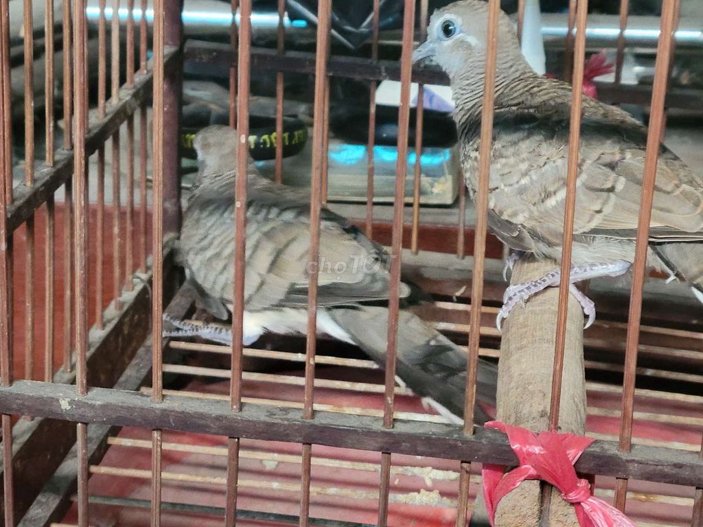 Chim Cu Vằn Nâu cả hai. Mua bán Chim tại Quận 11 Tp Hồ Chí Minh được đăng bởi CanxuDo  hình 1