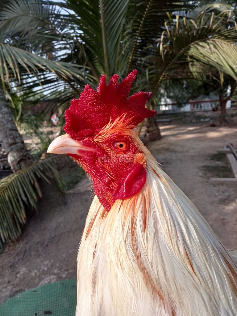 Bướm lá 2.9kg. Mua bán Gà tại Thành phố Trà Vinh Trà Vinh được đăng bởi Mai thien dung hình 1