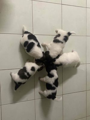 Cún Nhật cần tìm ba mẹ ăn tết ạaa