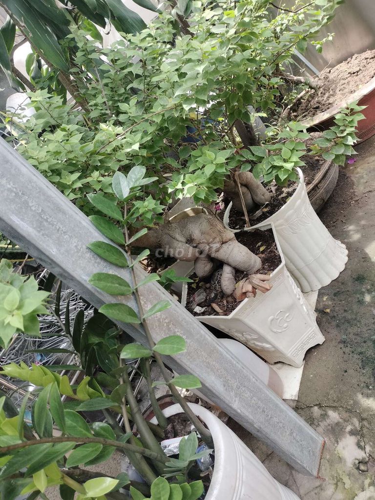 Cây kim tiền, cây hoa giấy bon sai. Mua bán Cây cảnh, đồ trang trí tại Quận Bình Tân Tp Hồ Chí Minh được đăng bởi Linh Đan Phạm hình 2