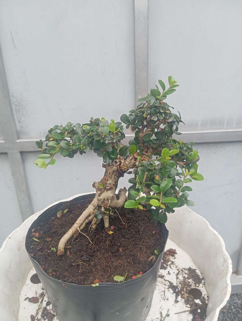 Cây cảnh Sam núi Mini Già mùa, lên nu. Mua bán Cây cảnh, đồ trang trí tại Huyện Củ Chi Tp Hồ Chí Minh được đăng bởi Cây kiểng giá rẻ LT2 hình 1