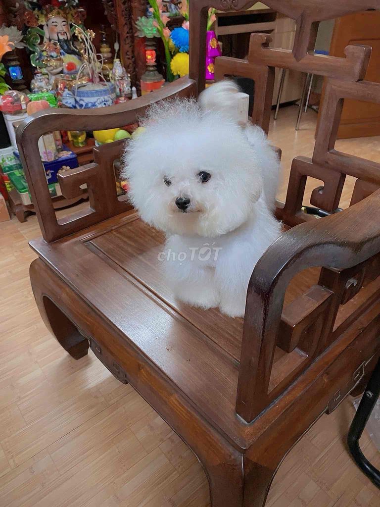 Chó Bichon frise 🐾