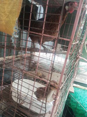 Bán gà mẹ cả con. Mua bán Gà tại Quận 12 Tp Hồ Chí Minh được đăng bởi quangle