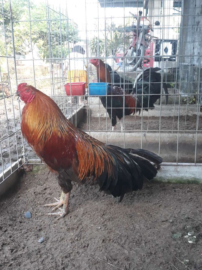 Gà Nâu đỏ đực 8 tháng. Mua bán Gà tại Huyện Vị Thuỷ Hậu Giang được đăng bởi TIỂU KÊ hình 1