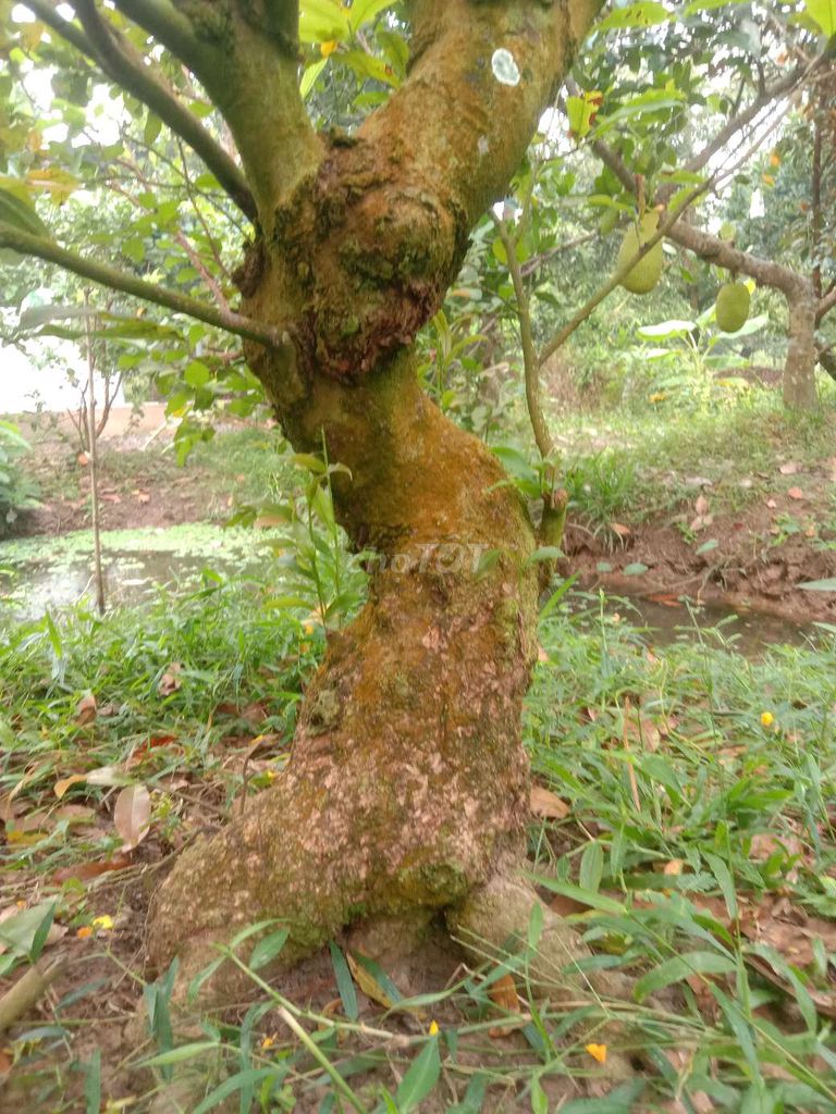 Cây cảnh Mai vàng xù vành lớn. Mua bán Cây cảnh, đồ trang trí tại Huyện Cái Bè Tiền Giang được đăng bởi Bọ Ú Vườn thú tại home  hình 1