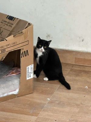 Mèo anh lông dài siêu cute. Mua bán Mèo tại Quận Gò Vấp Tp Hồ Chí Minh được đăng bởi Phạm Anh