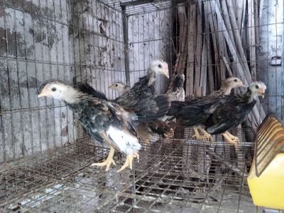Đàn gà tre Tân Châu 6 con (3tr+3m). Mua bán Gà tại Huyện Đông Anh Hà Nội được đăng bởi Trại Gà Tre Gà Nòi Hà Nội