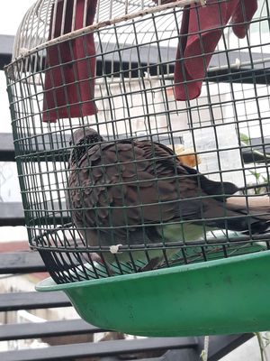 Cô gái Malaysia hay. Mua bán Chim tại Quận Gò Vấp Tp Hồ Chí Minh được đăng bởi Khoi