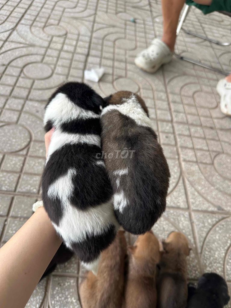 Chó con 45 ngày Đực, Cái. Mua bán Chó tại Huyện Bàu Bàng Bình Dương được đăng bởi trường sơn hình 1