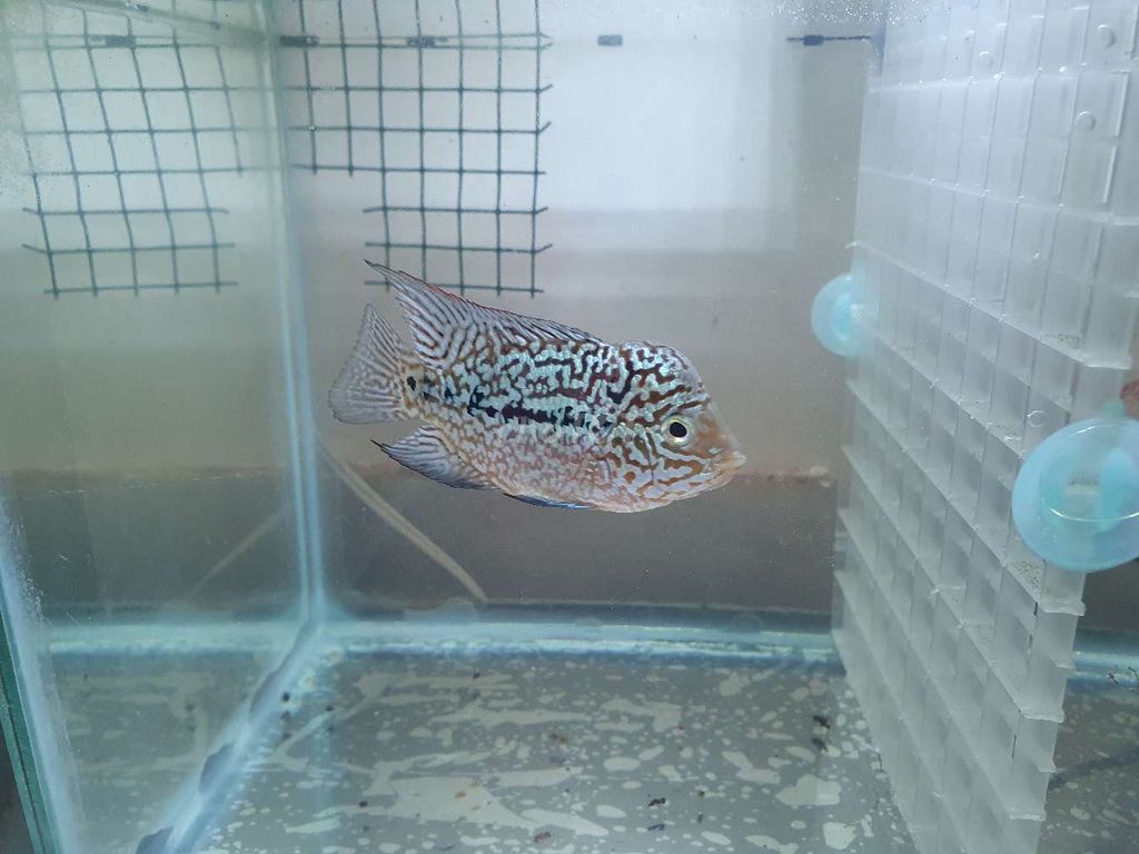 Kamalau gen gb size 2 ngón. Mua bán Thú cưng khác tại Quận 6 Tp Hồ Chí Minh được đăng bởi Vinh Hoàng hình 3