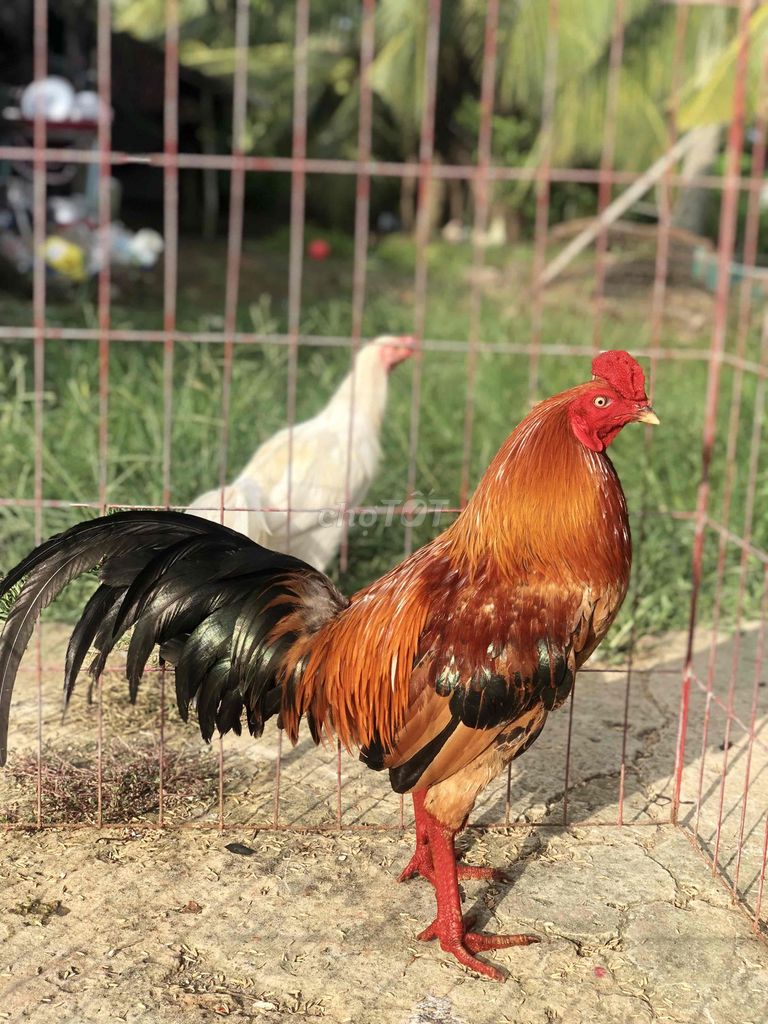 Gà chọi trống 3.1kg Khỏe mạnh. Mua bán Gà tại Huyện Mỹ Tú Sóc Trăng được đăng bởi Mai Hoài Chương hình 1
