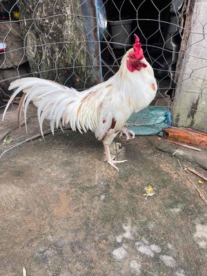 1k750 tay tốt lổi  đi cà thọt gà ở số 10. Mua bán Gà tại Quận Bình Thuỷ Cần Thơ được đăng bởi Bi Gà Tre