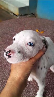 Chó Đốm mắt Xanh ngọc màu nước biển hiếm có. Mua bán Chó tại Huyện Củ Chi Tp Hồ Chí Minh được đăng bởi Nguyễn Huy