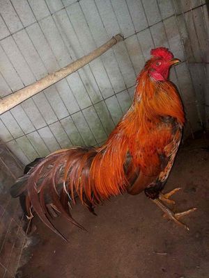 4k2 siumy. Mua bán Gà tại Thành phố Vĩnh Long Vĩnh Long được đăng bởi Việt Sau Rieng