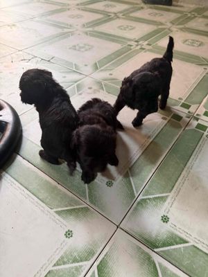 Chó Poodle đen dưới 1 tháng
