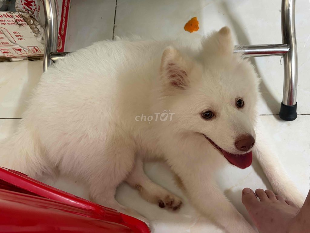 Chó Samoyed cái 5 tháng tuổi, tặng chuồng inox. Mua bán Chó tại Quận Bình Tân Tp Hồ Chí Minh được đăng bởi Thanh hình 1