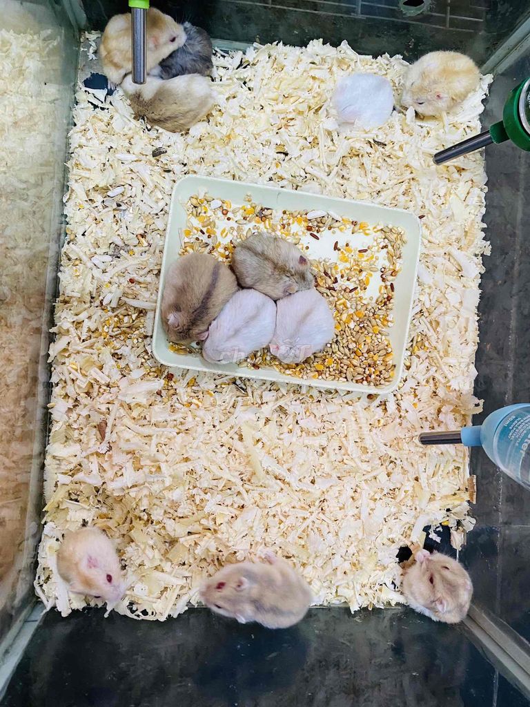 Hamster nhiều loại nhiều màu tại Nobipet