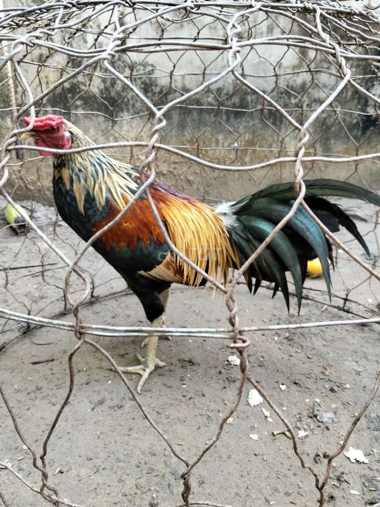 Gà đa sắc 1.5kg 8 tháng. Mua bán Gà tại Huyện Trà Cú Trà Vinh được đăng bởi gà đá trà Vinh  hình 1