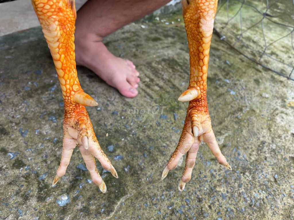 gà bướn 3kg3