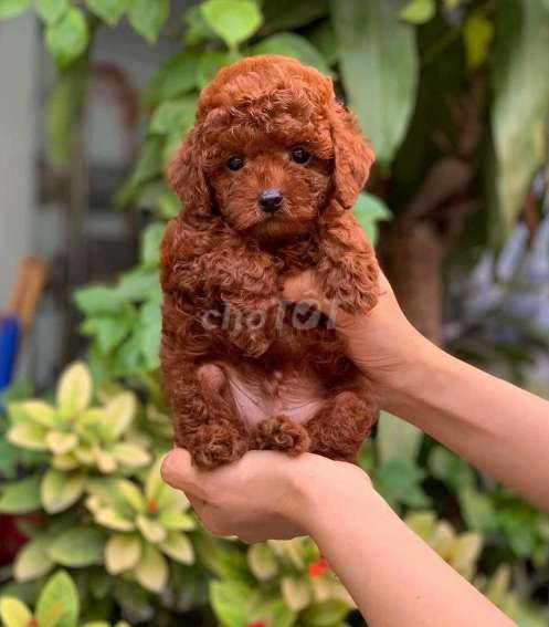 Chó poodle Mõm ngắn mặt xinh đẹp dff