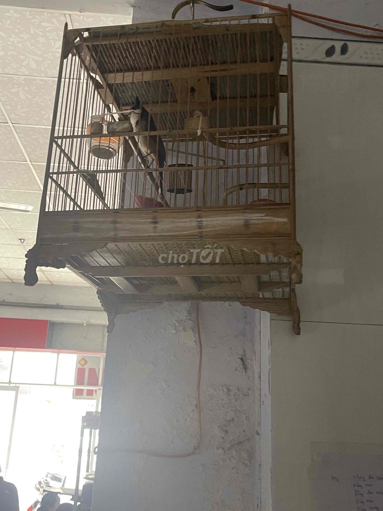 Chim Chào Mào Đực Hót Ché Cả Ngày. Mua bán Chim tại Quận Liên Chiểu Đà Nẵng được đăng bởi thanh son huynh hình 1