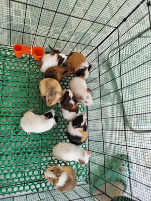 Bọ ú rạch giá. Mua bán Thú cưng khác tại Thành phố Rạch Giá Kiên Giang được đăng bởi Trà Vi