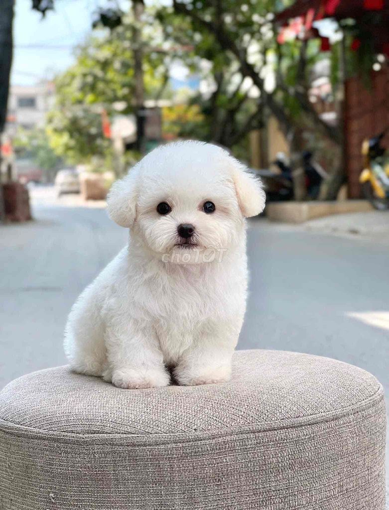 Bé  poodle rất ngoan dáng iu. Mua bán Chó tại Thành phố Mỹ Tho Tiền Giang được đăng bởi bm hình 1