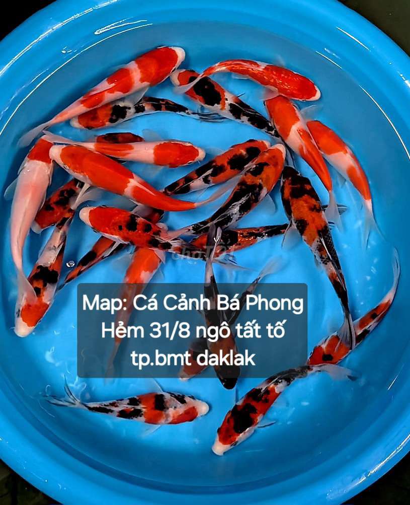 Cá cảnh Cá Koi Đỏ, Trắng, Đen BMT. Mua bán Thú cưng khác tại Thành phố Buôn Ma Thuột Đắk Lắk được đăng bởi Cá Cảnh Bá Phong BMT hình 1