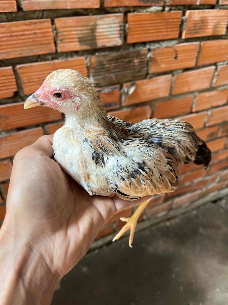 Gà mini cái. Mua bán Gà tại Thị xã Phước Long Bình Phước được đăng bởi hb hình 1