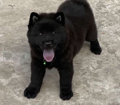 Chó đuc lưỡi đen xi