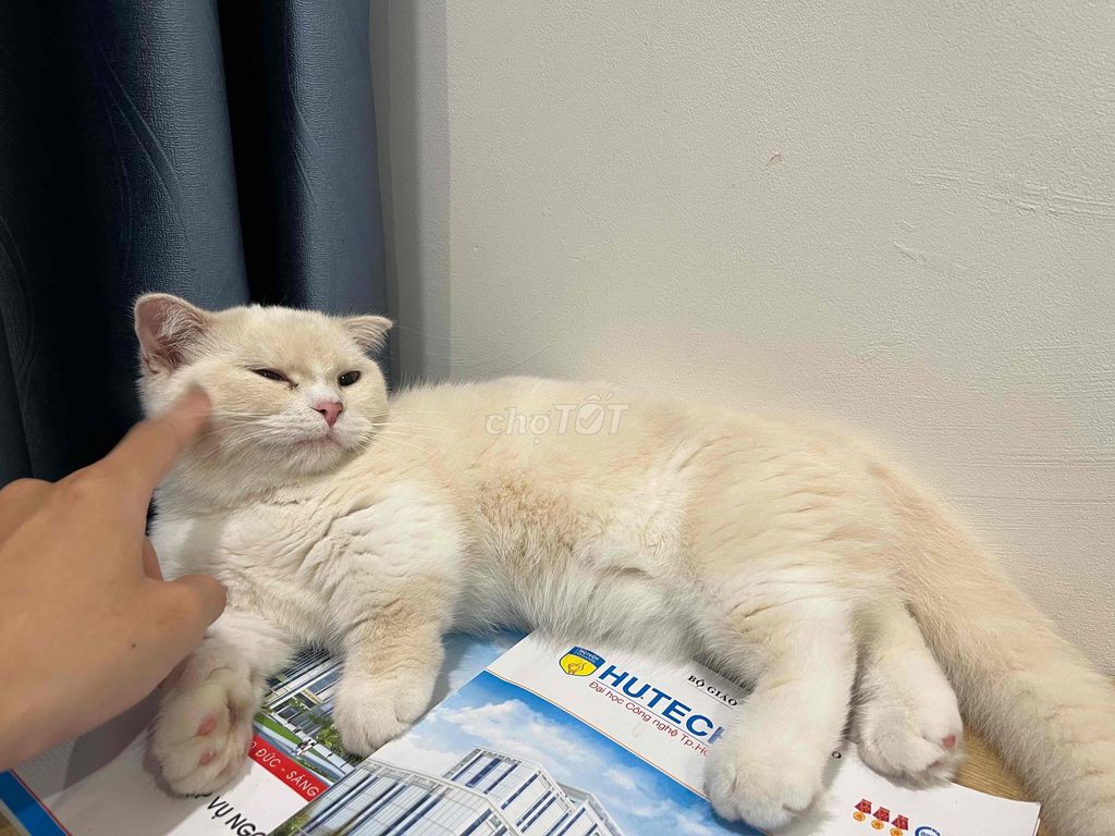 mèo anh lông ngắn cái chân lùn. Mua bán Mèo tại Thành phố Thủ Đức Tp Hồ Chí Minh được đăng bởi ized hình 3