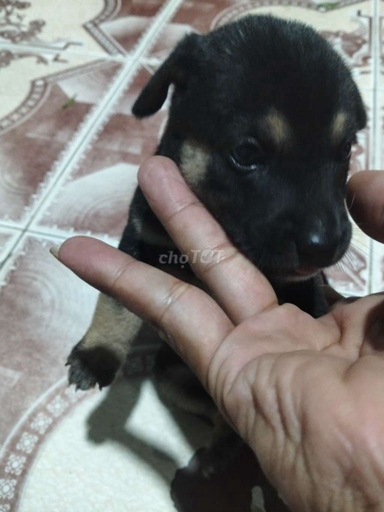 Chó cỏ lai Phốc Đen vàng Khỏe mạnh. Mua bán Chó tại Huyện Củ Chi Tp Hồ Chí Minh được đăng bởi Hải Dương hình 1