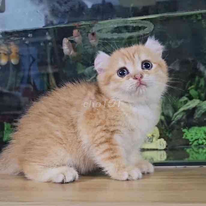 mèo anh lônG ngắn. Mua bán Mèo tại Quận 12 Tp Hồ Chí Minh được đăng bởi Petty Pet hình 1