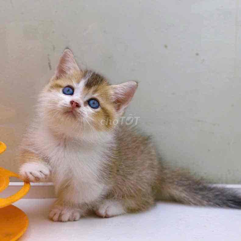 Mèo Bigold chân lùn đực Vàng trắng đã tiêm. Mua bán Mèo tại Quận Tân Phú Tp Hồ Chí Minh được đăng bởi QUYNH THI TITI hình 1