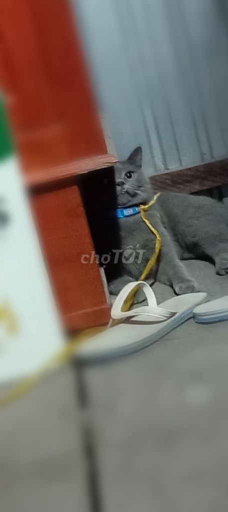 Mèo Anh lông ngắn cái 8 tháng xám. Mua bán Mèo tại Thành phố Châu Đốc An Giang được đăng bởi Net Qui hình 1