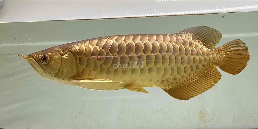 Cá Rồng Vàng U60. Mua bán Thú cưng khác tại Huyện Củ Chi Tp Hồ Chí Minh được đăng bởi Phạm Nhật Hào hình 1