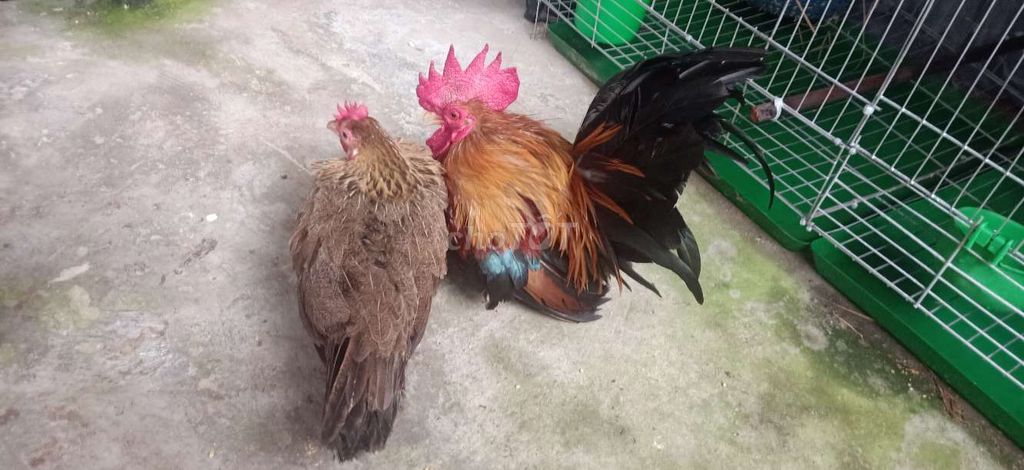 Gà tre Thái chân lùn rặc. Mua bán Gà tại Huyện Chợ Mới An Giang được đăng bởi Cao Minh Thuận hình 3