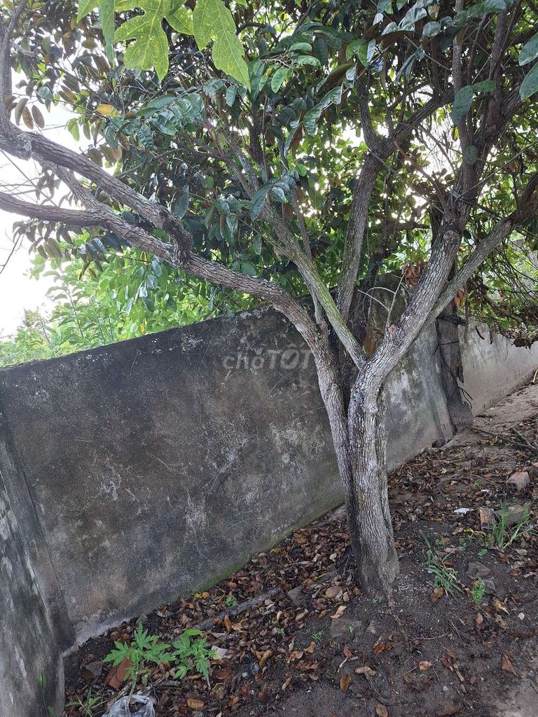 Cây vú sữa hơn 10 năm. Mua bán Cây cảnh, đồ trang trí tại Huyện Châu Thành Sóc Trăng được đăng bởi Danh hình 1