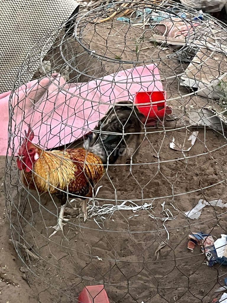 Gà tre nhiều màu. Mua bán Gà tại Thành phố Thủ Đức Tp Hồ Chí Minh được đăng bởi Tên chưa cung cấp hình 1