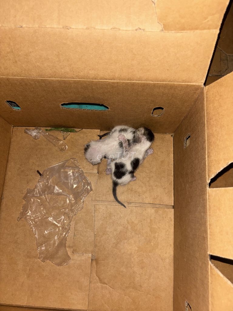 Mèo con Tam thể sơ sinh. Mua bán Mèo tại Thành phố Thủ Đức Tp Hồ Chí Minh được đăng bởi Phong Chương hình 1