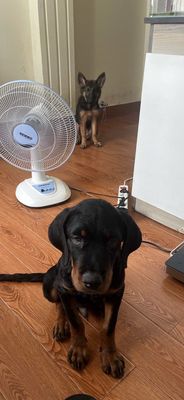 Chó Becgie cái 4 tháng tuổi