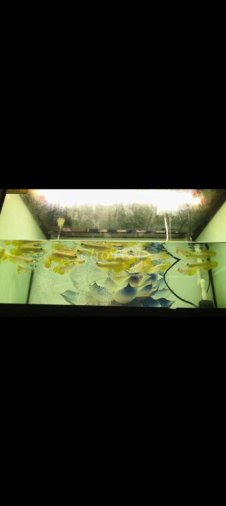 Cá cảnh Kim Long Quá Bối 12-13cm. Mua bán Thú cưng khác tại Quận 8 Tp Hồ Chí Minh được đăng bởi Minh Quý Hồ hình 1