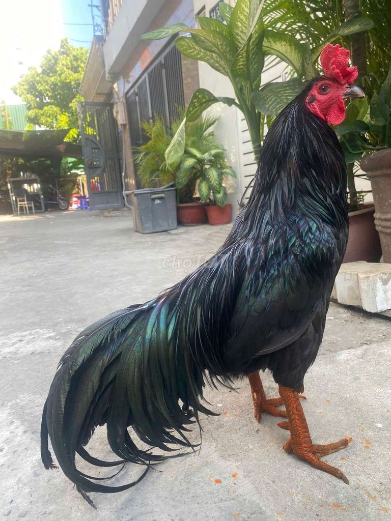 Gà xanh que . Mua bán Gà tại Quận 7 Tp Hồ Chí Minh được đăng bởi Đạt gà Việt  hình 1