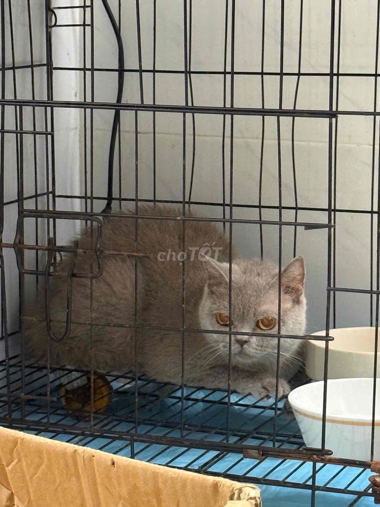 Mèo Anh lông ngắn Lilac 2 tuổi đã tiêm 1 mũi. Mua bán Mèo tại Quận Bình Tân Tp Hồ Chí Minh được đăng bởi Thái Ngân hình 1